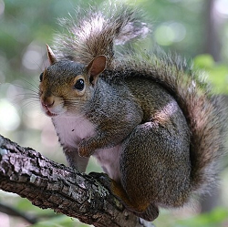 A squirrel climbing along a branch.