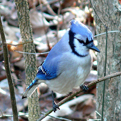 A blue jay on a branch.