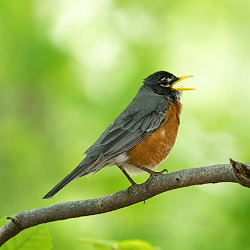A robin with an open beak on a branch.