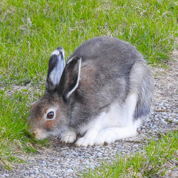 A hare pressing it's face to the ground, as if sneaking. A hare pressing it's face to the ground, as if sneaking.