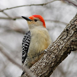 A woodpecker on a branch.